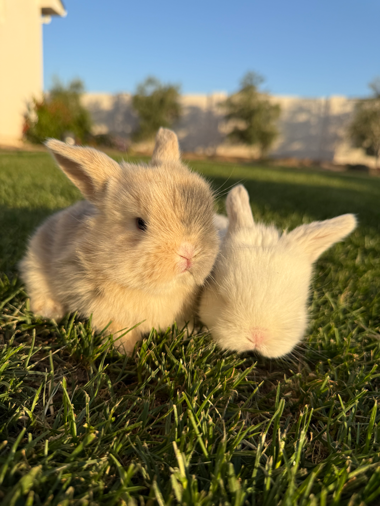 bunnies-sidbar